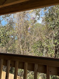 Wisteria in bloom. Beautiful!