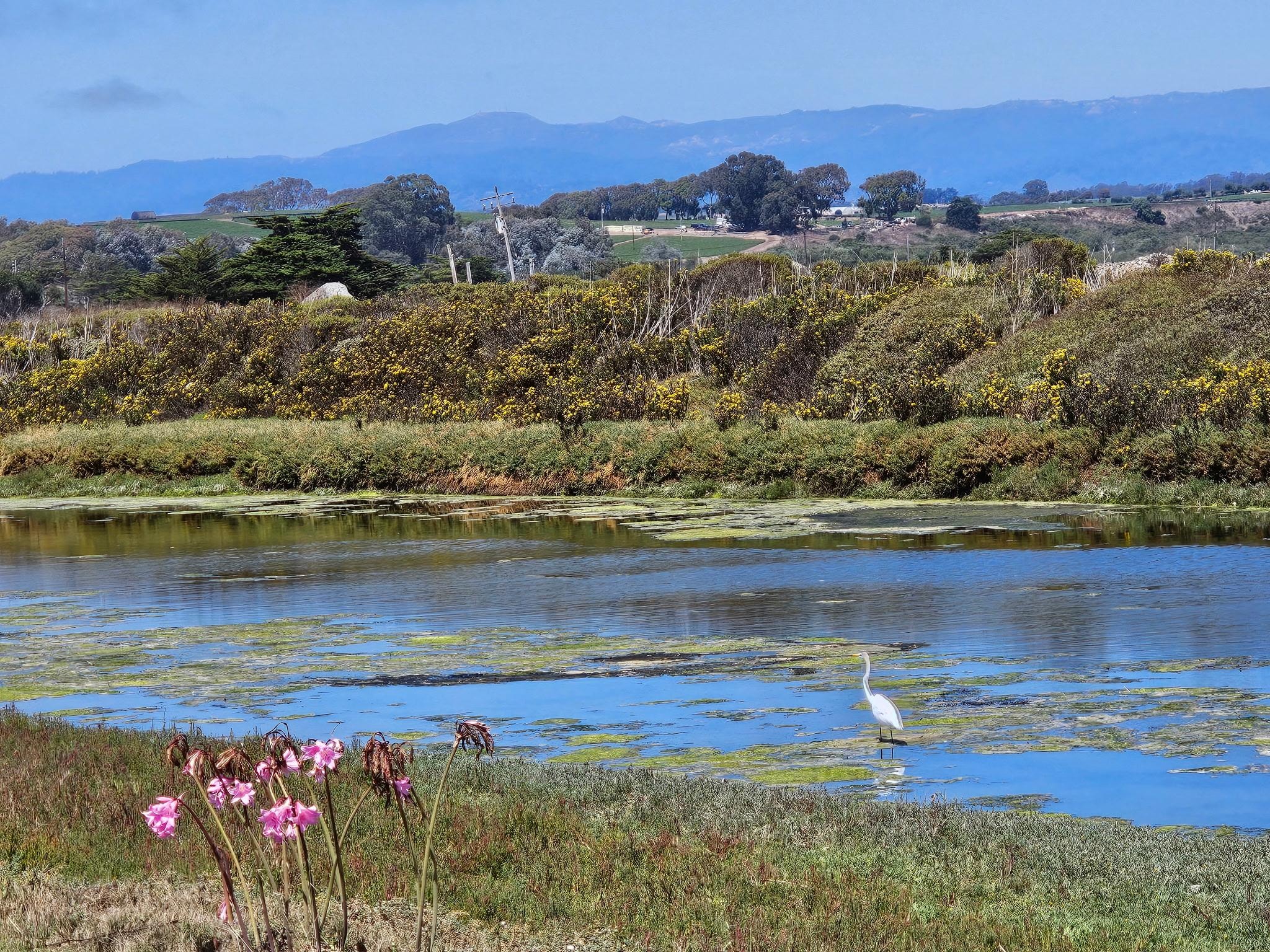 The great egret was beautiful. 