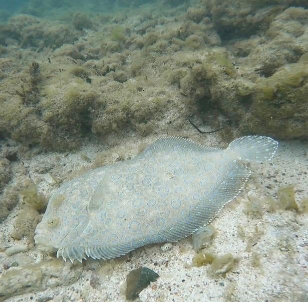 Cool wildlife while snorkeling just yards off shore. 