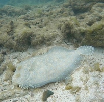Cool wildlife while snorkeling just yards off shore.