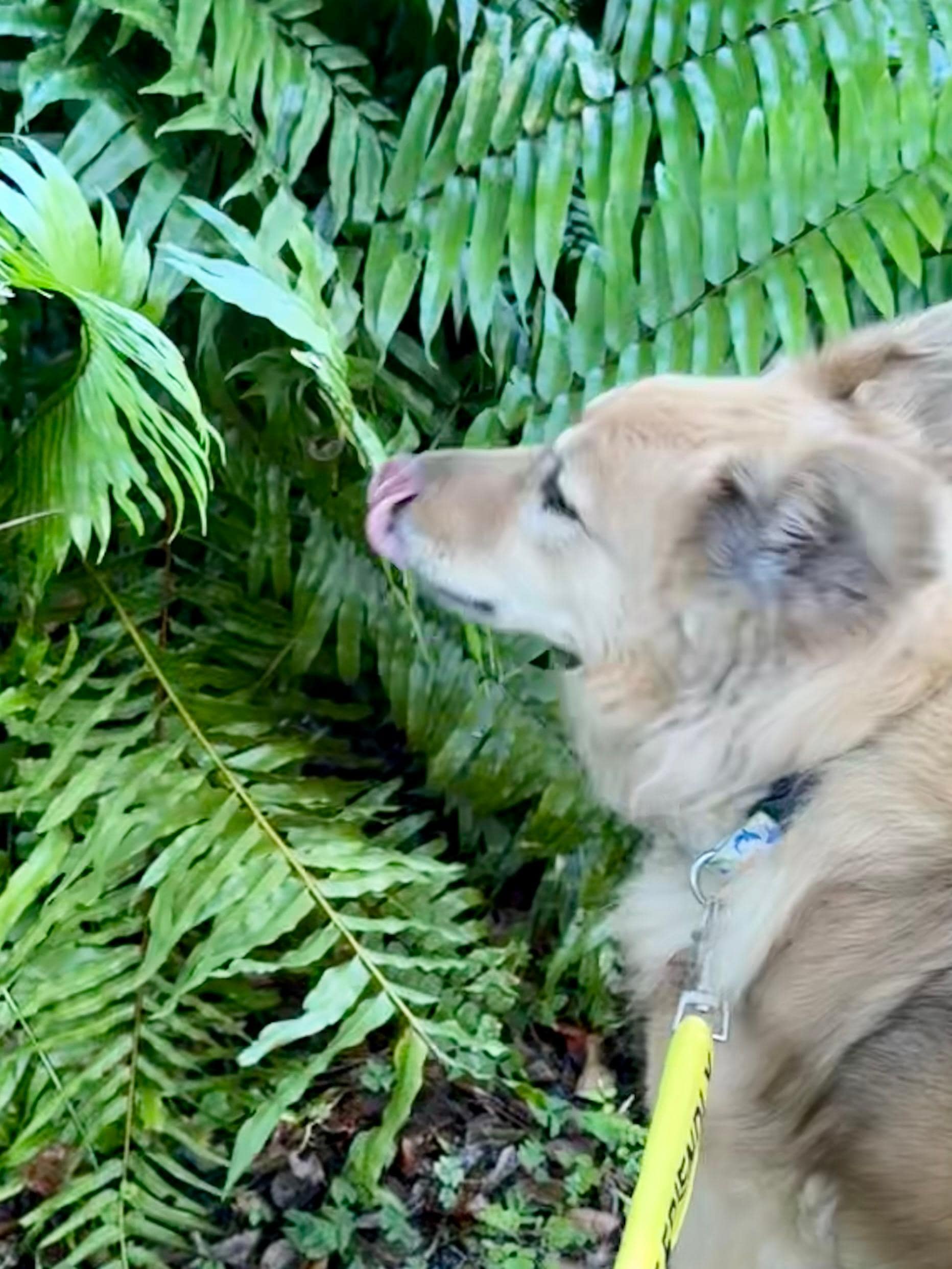 Mead botanical garden 