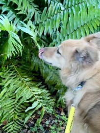 Mead botanical garden