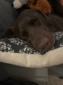 Bella very sleepy after her darn adventure