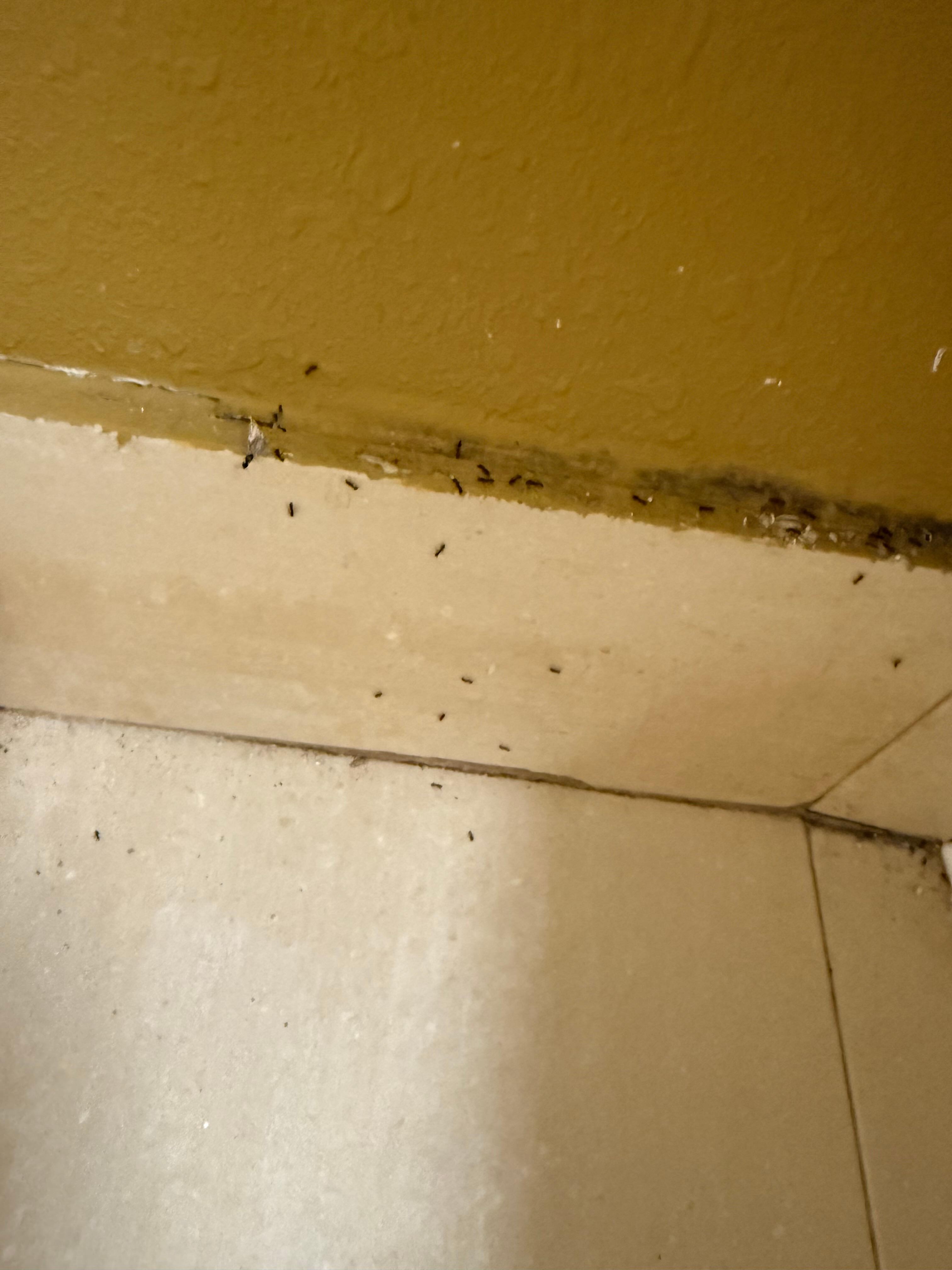 Zoom in and you’ll see what was crawling on me before I noticed them. 