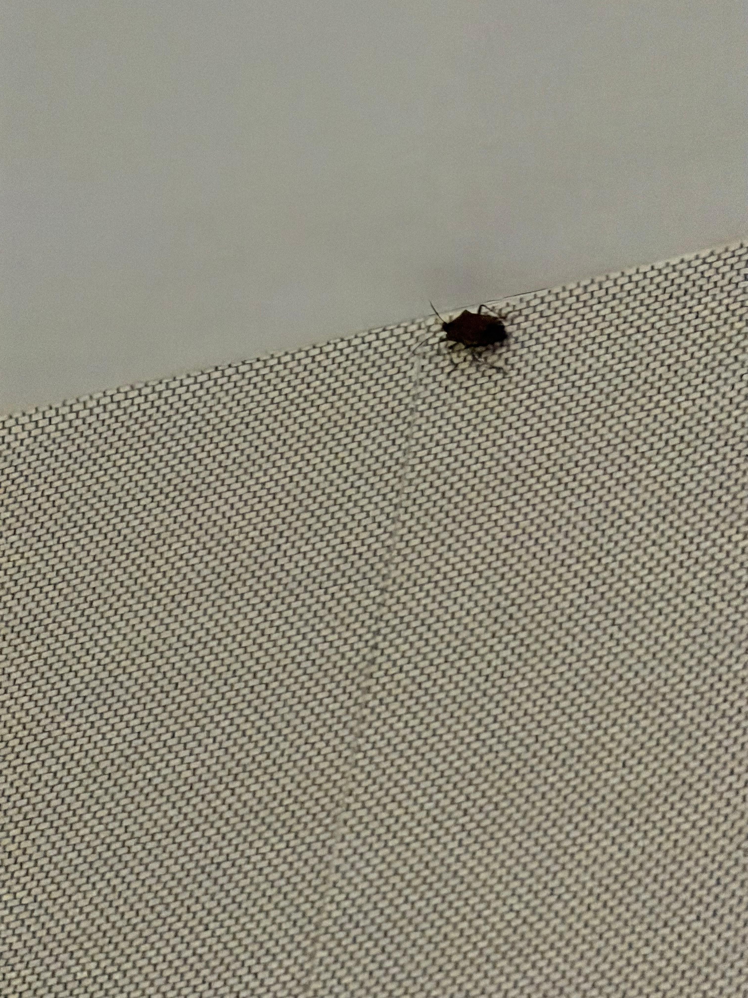 We had to kill this bug before we went to sleep.