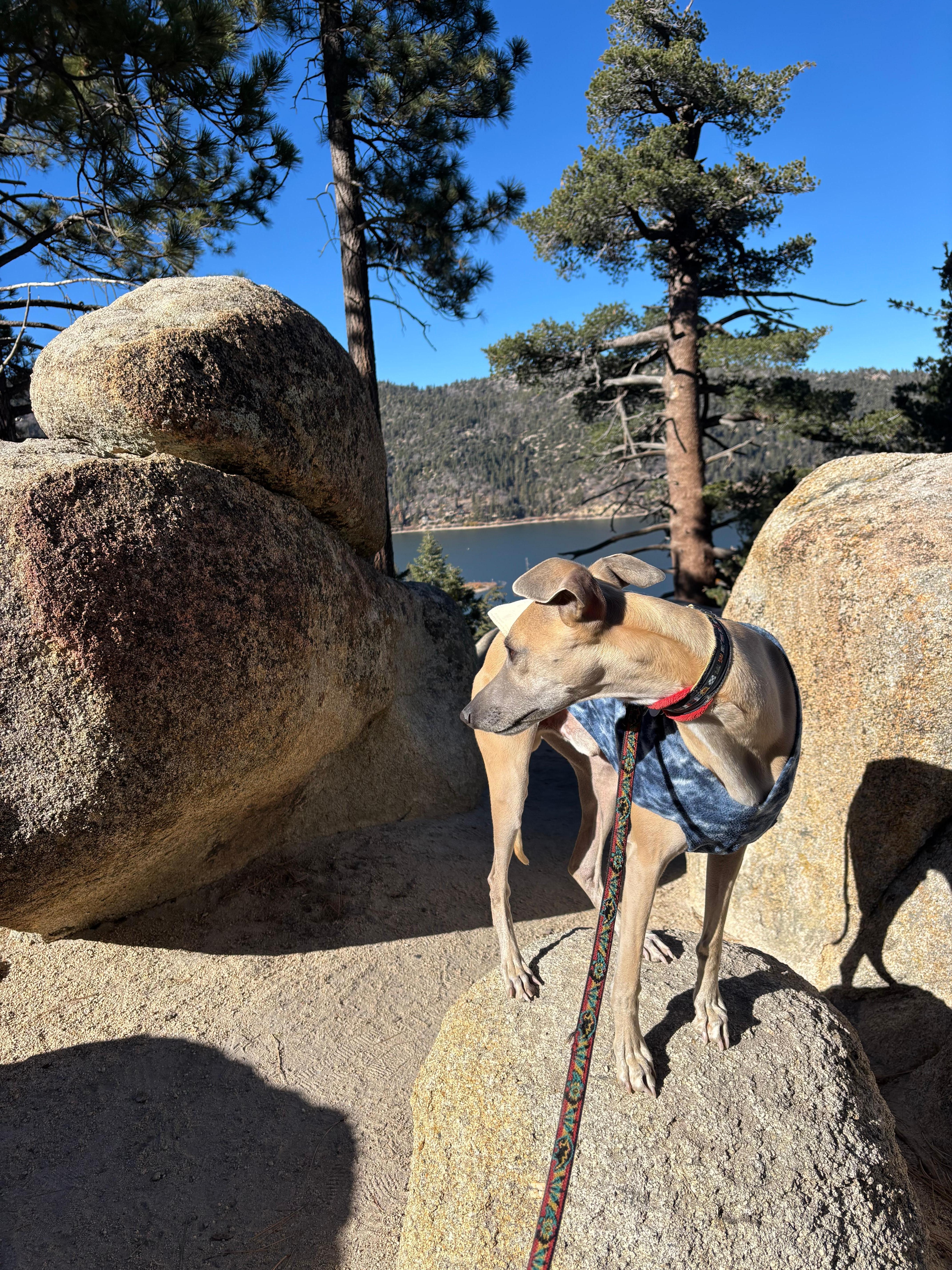 View of the lake from a trail.