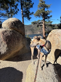 View of the lake from a trail.