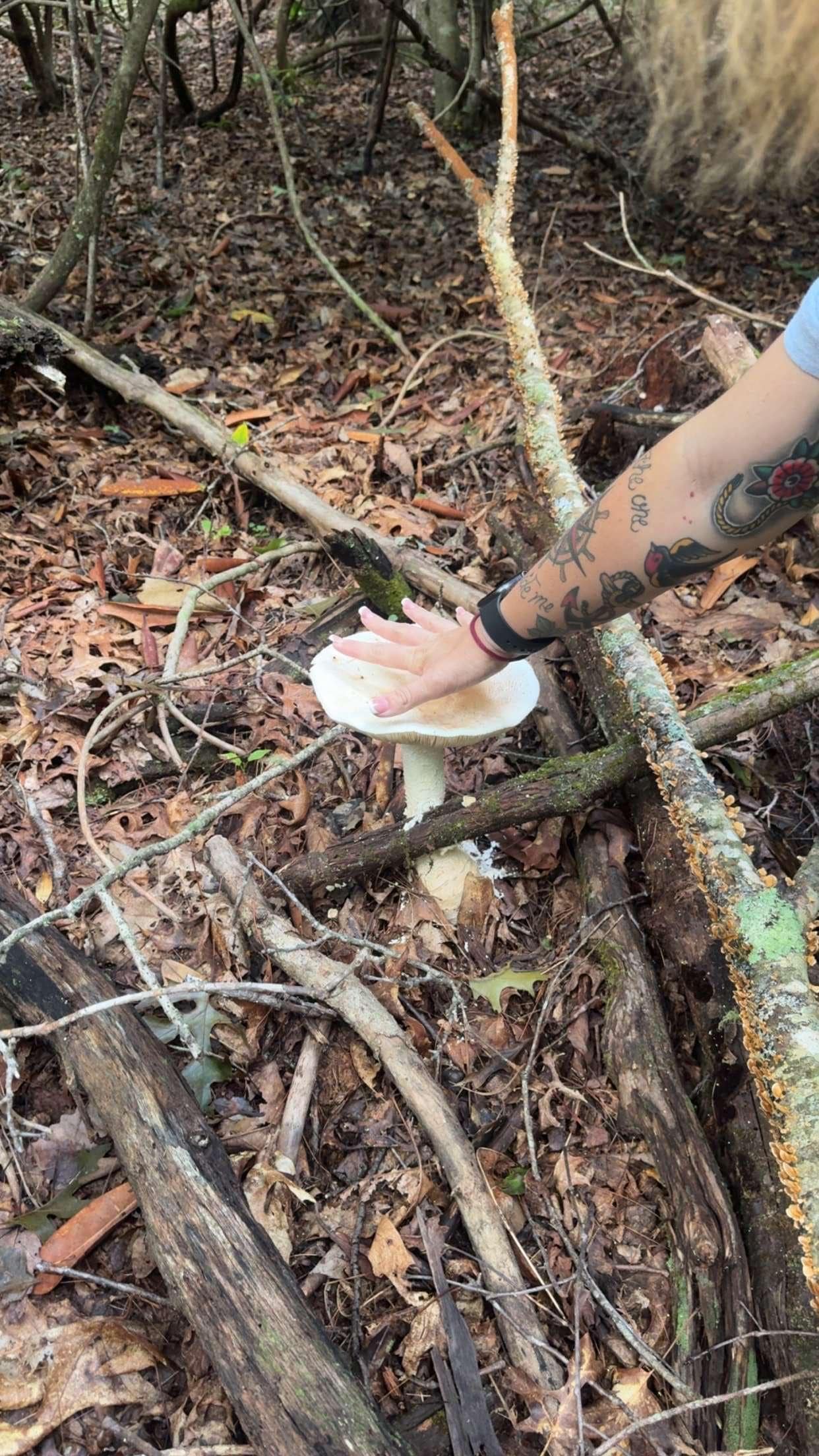 Big mushroom on walking trail