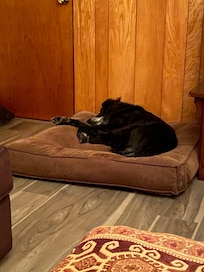 The most comfortable bed