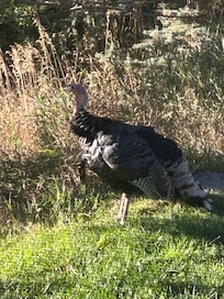 Wild turkeys visited daily