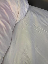 Bed bug!