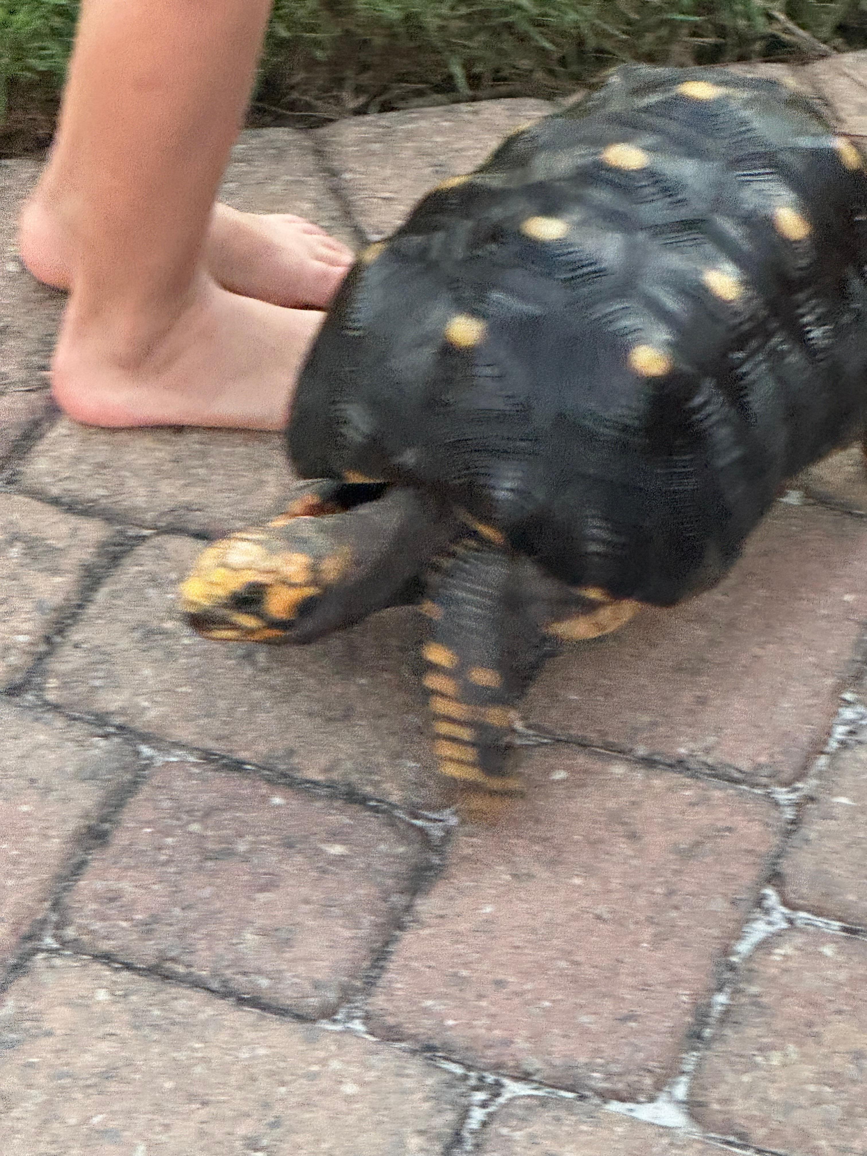 Big turtle walking on the property grounds caught our attention