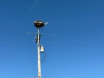 Osprey nest at the end of the private driveway.