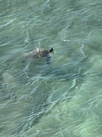 Turtles in the surf below