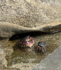 tide pools