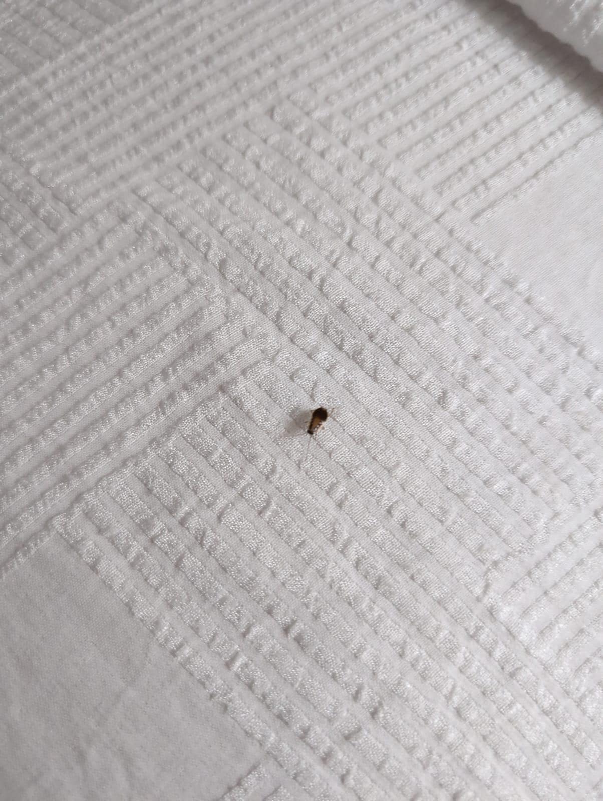 Bedbug at the Best Western in Pearl
