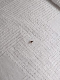 Bedbug at the Best Western in Pearl