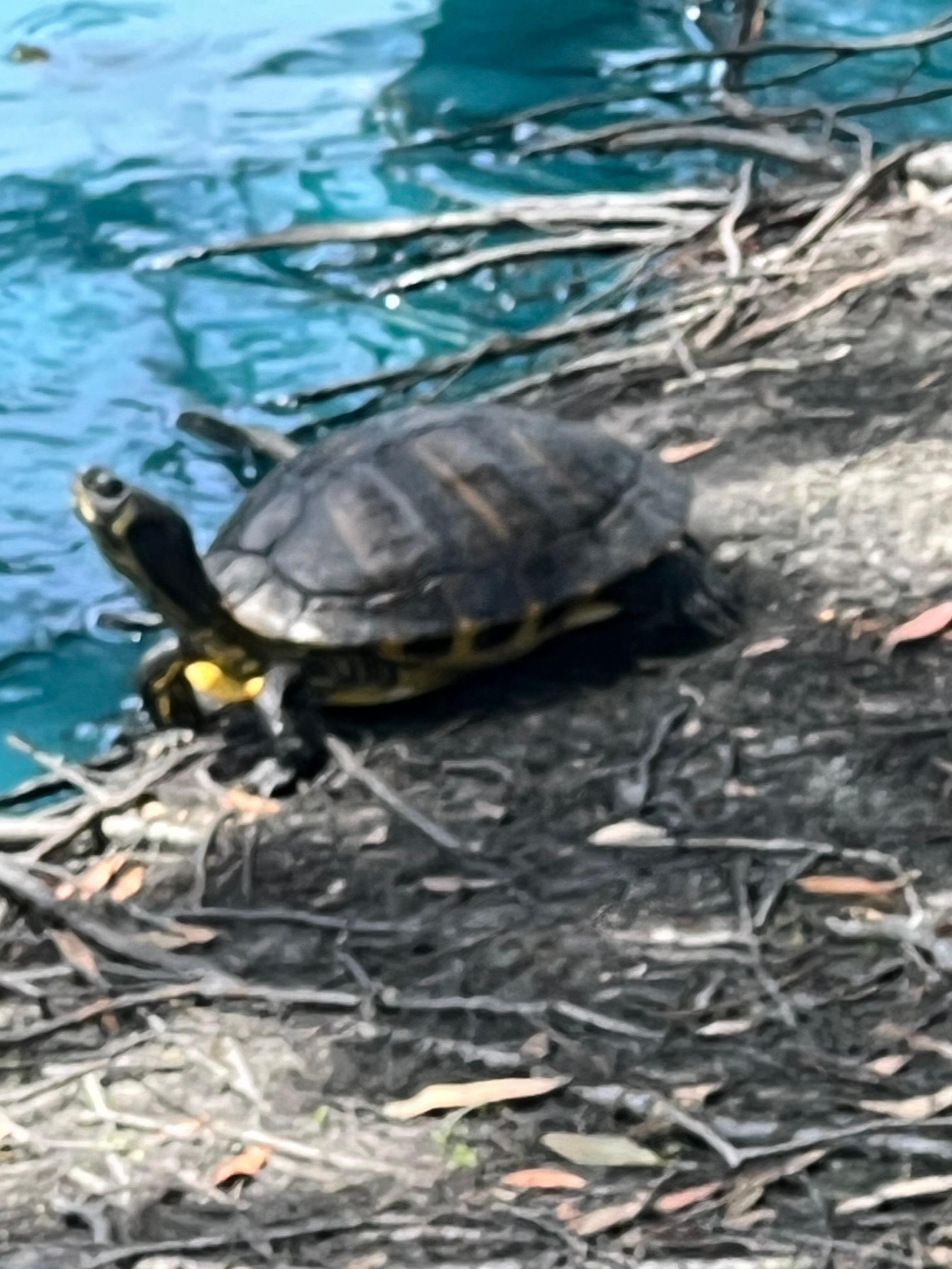 They had turtles in their pond