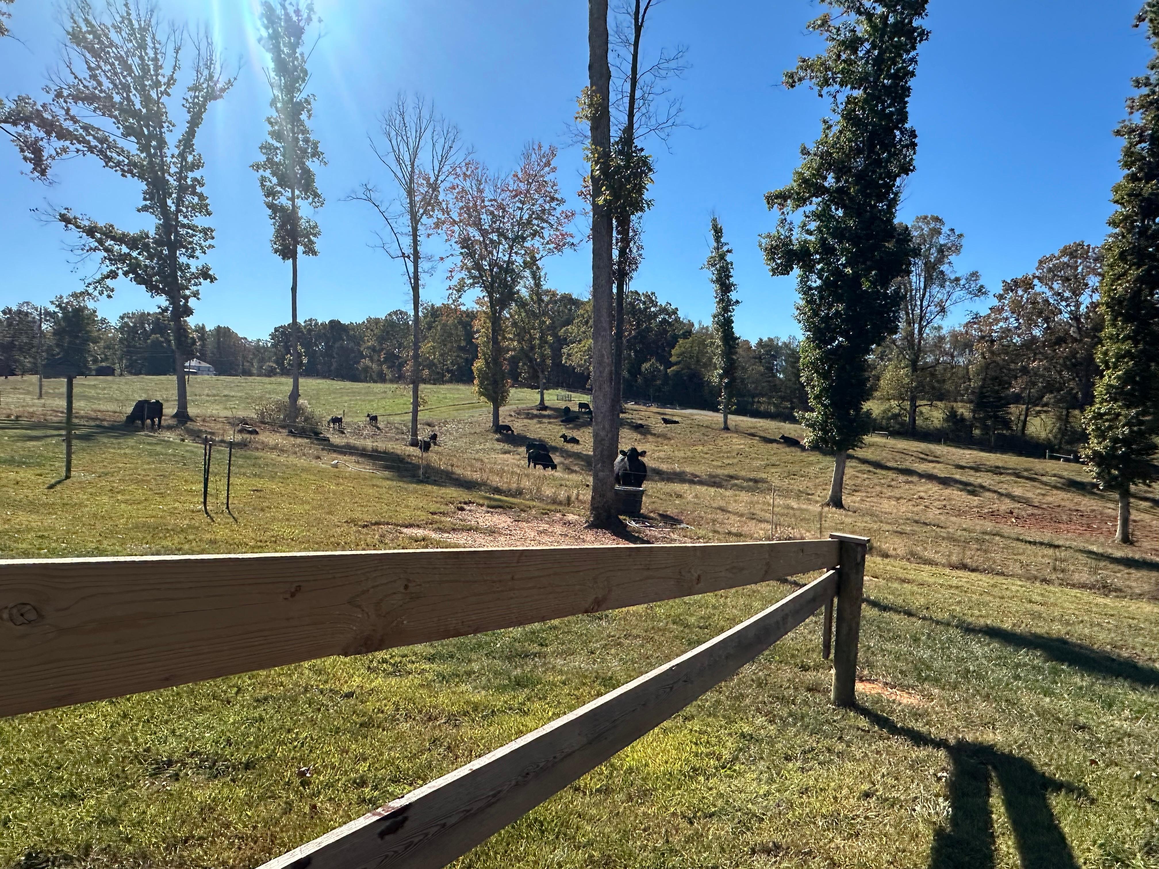 Morning greeting from the cows. 