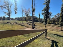 Morning greeting from the cows.