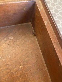 Cockroach in my dresser