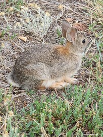 Little bunny vistor.