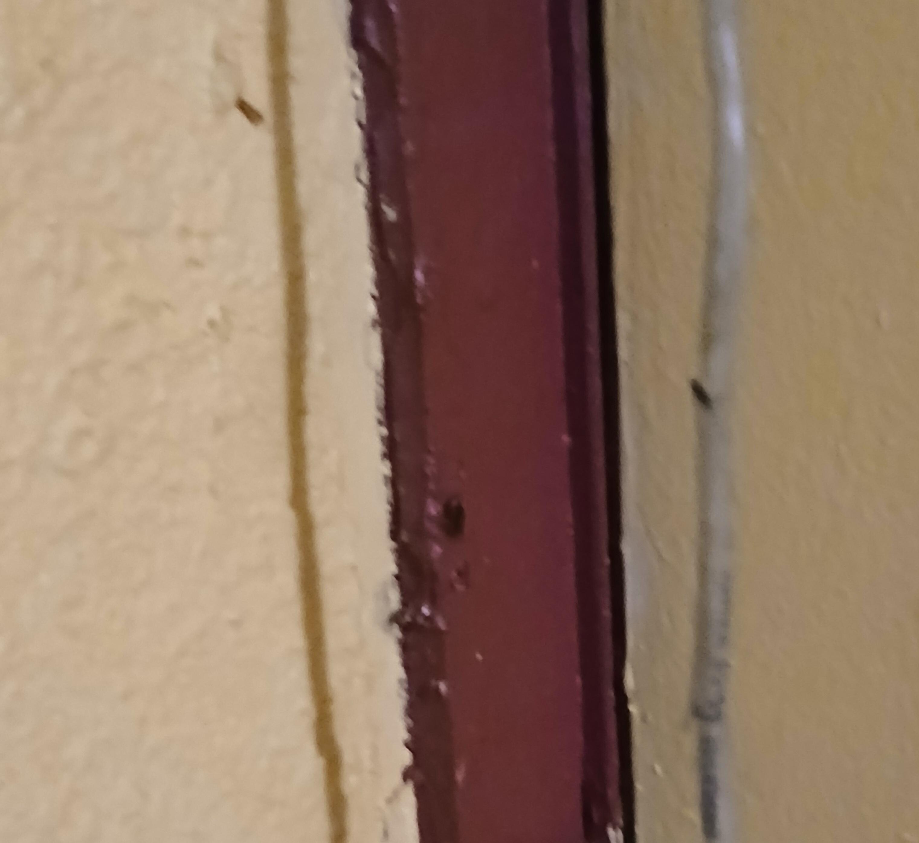 roaches