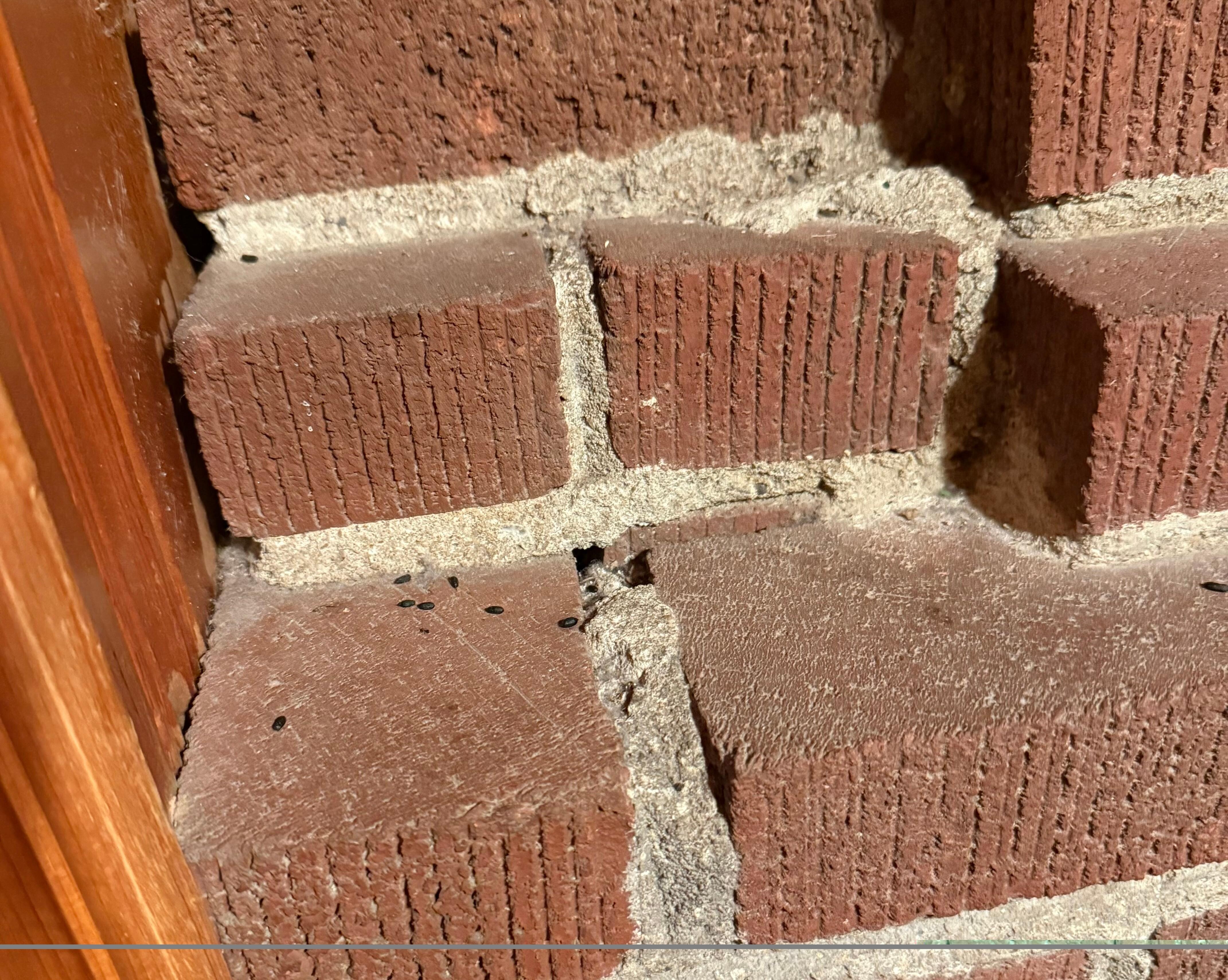 Mouse poop
