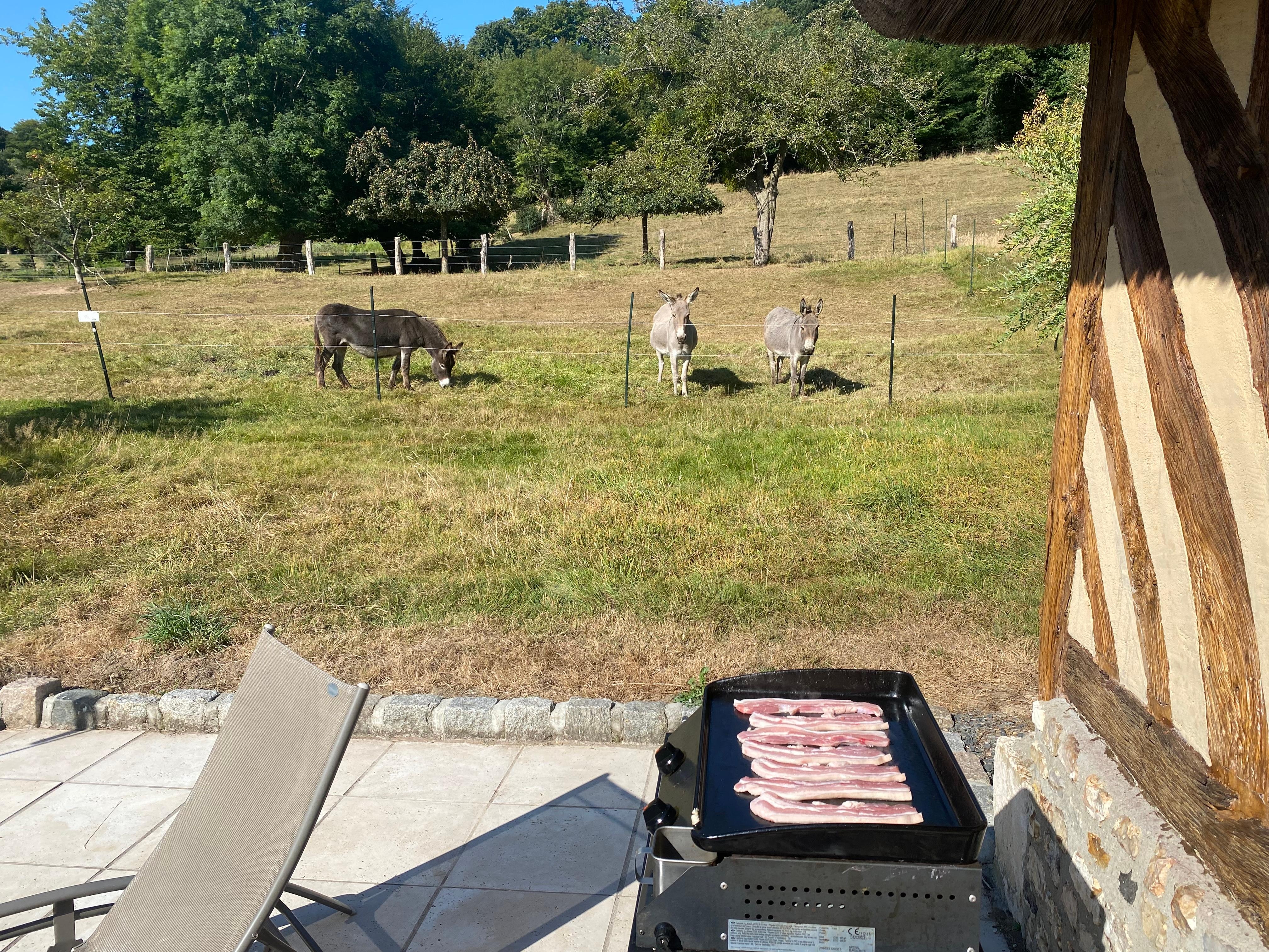 Donkeys out back very friendly 