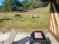Donkeys out back very friendly