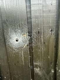 Spiders everywhere!