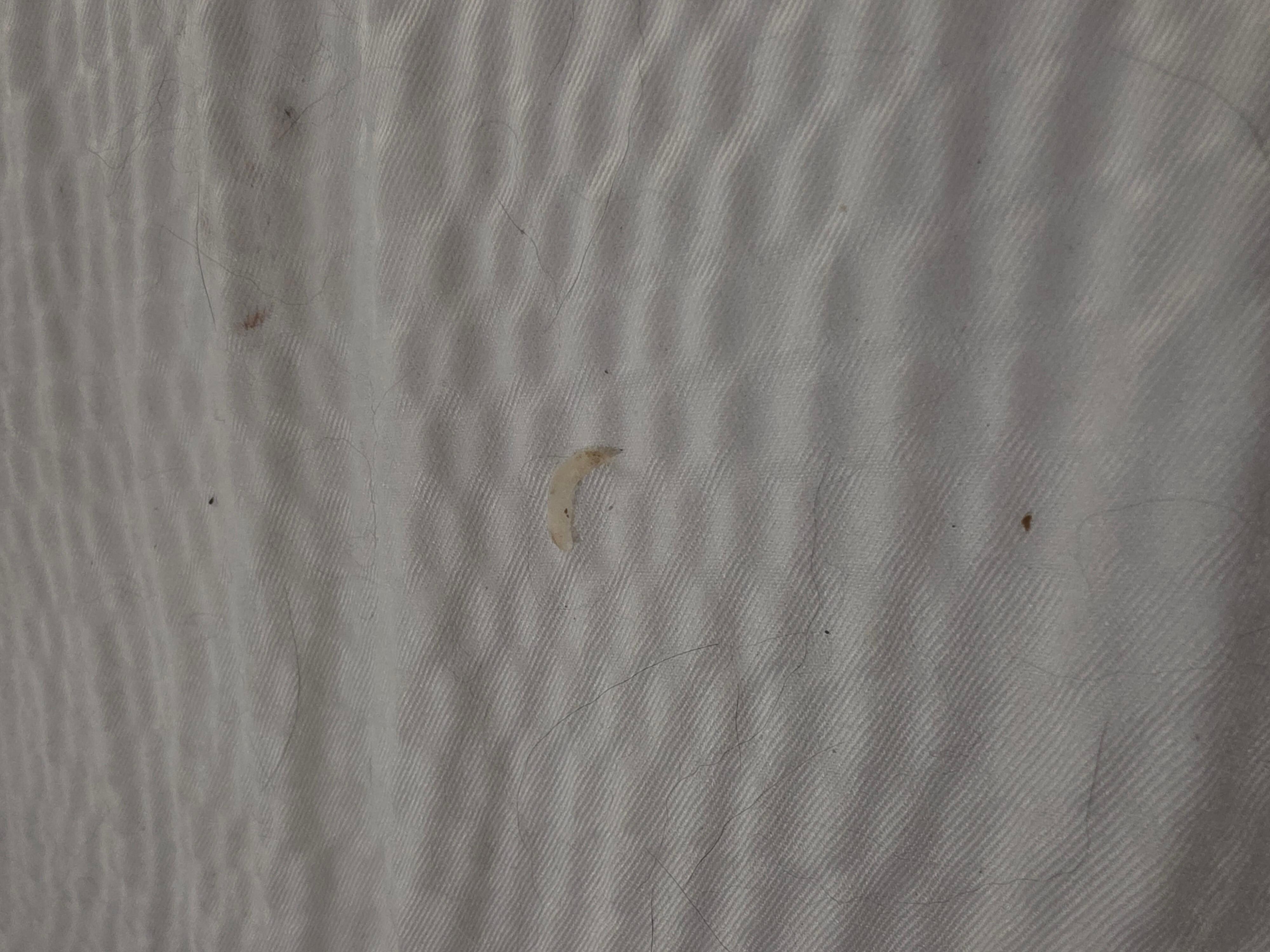 Toe nails clippings 