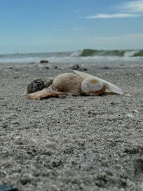 Plenty of shells!