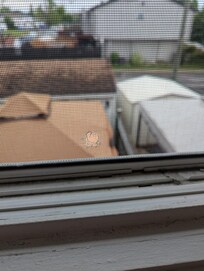 Hole in the screen of the open window of one of the bedrooms