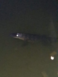 Got to see gators by pool in water.