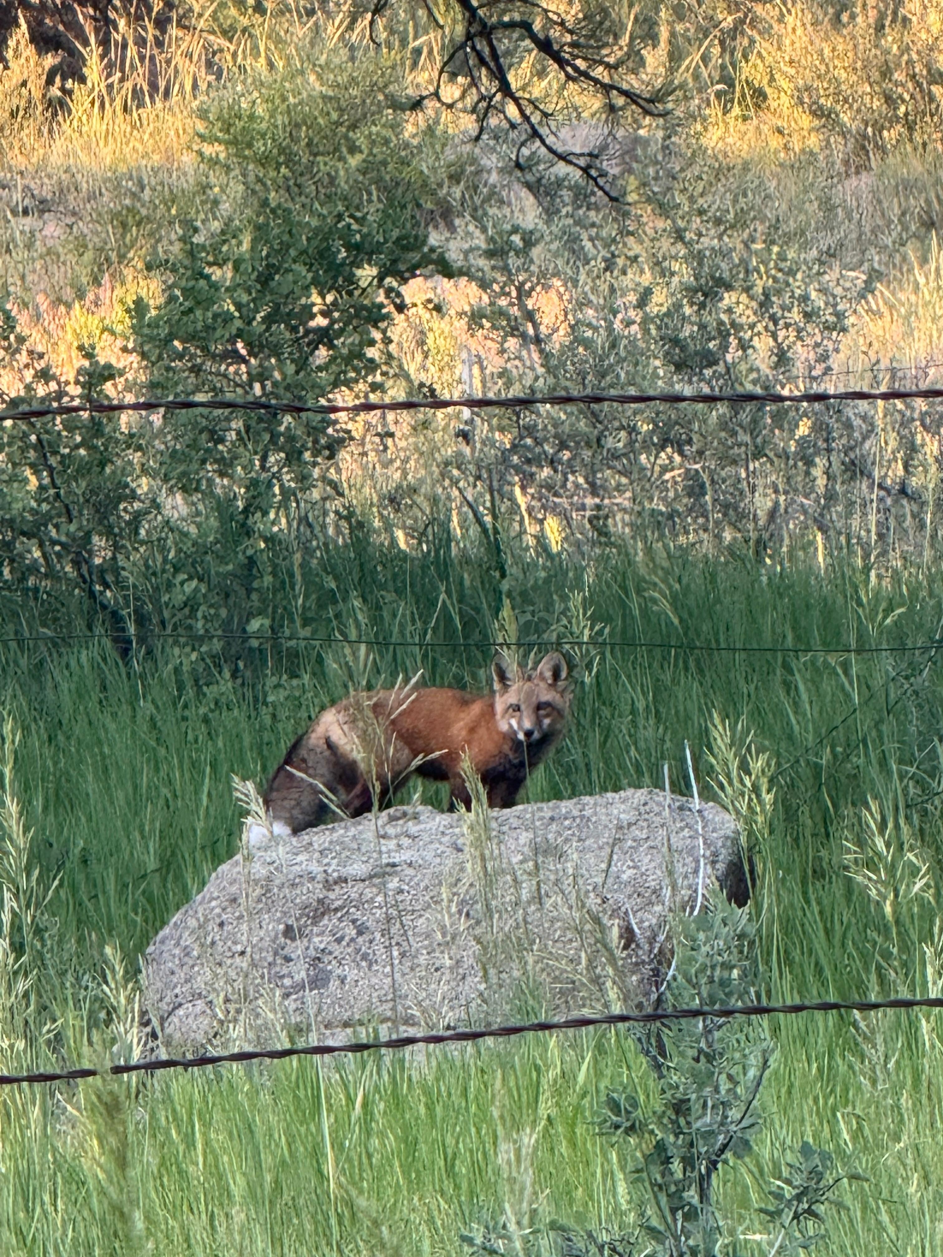 Fox family behind the house 