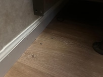 Bugs underneath the bed