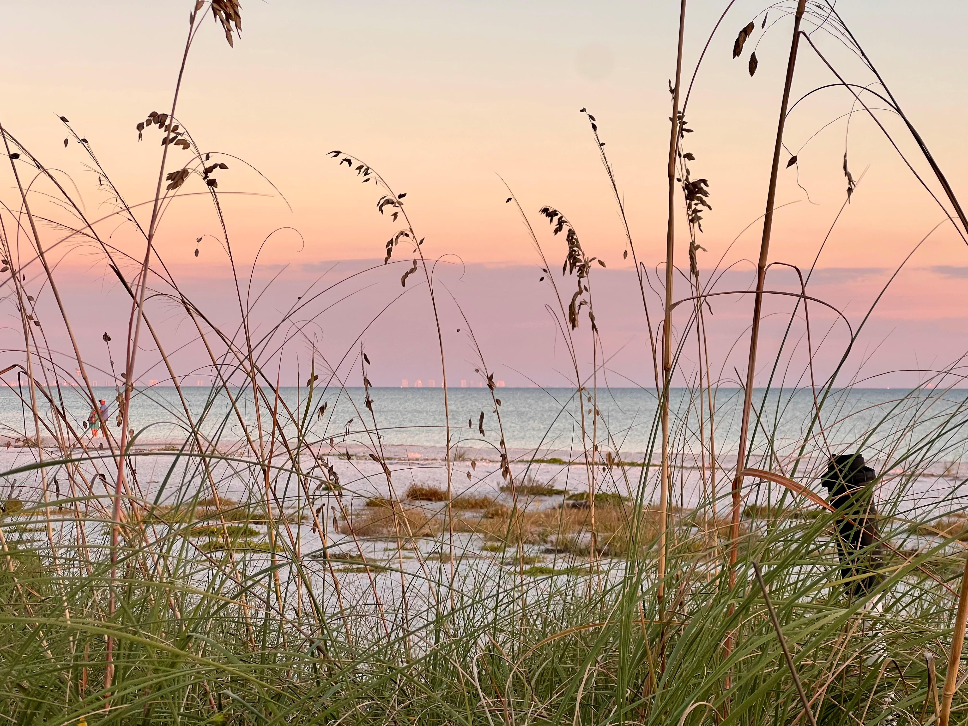 Taken alongside walkway to beach from condo complex.
