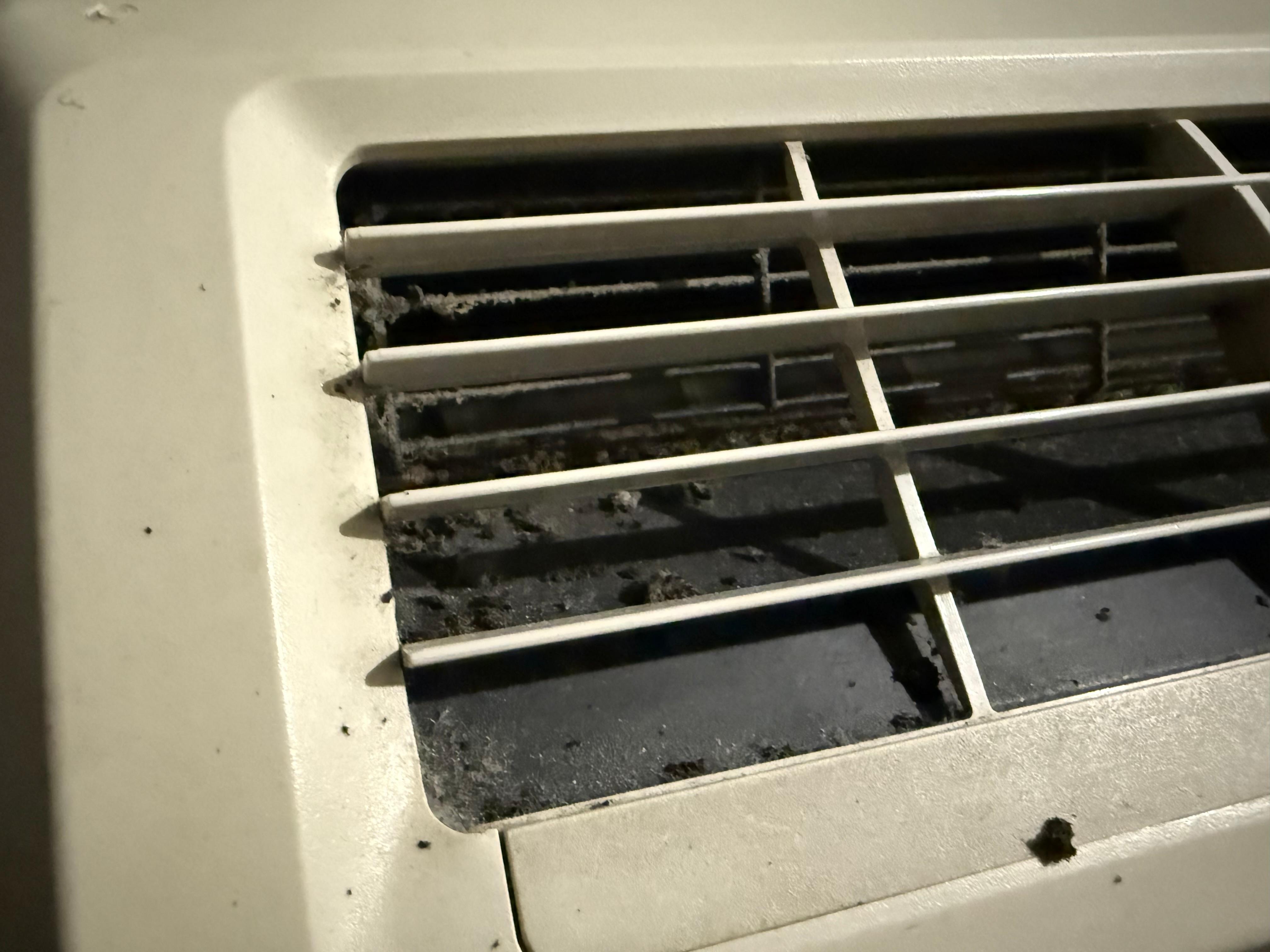 Black mouse looking droppings and giant dust bunnies 