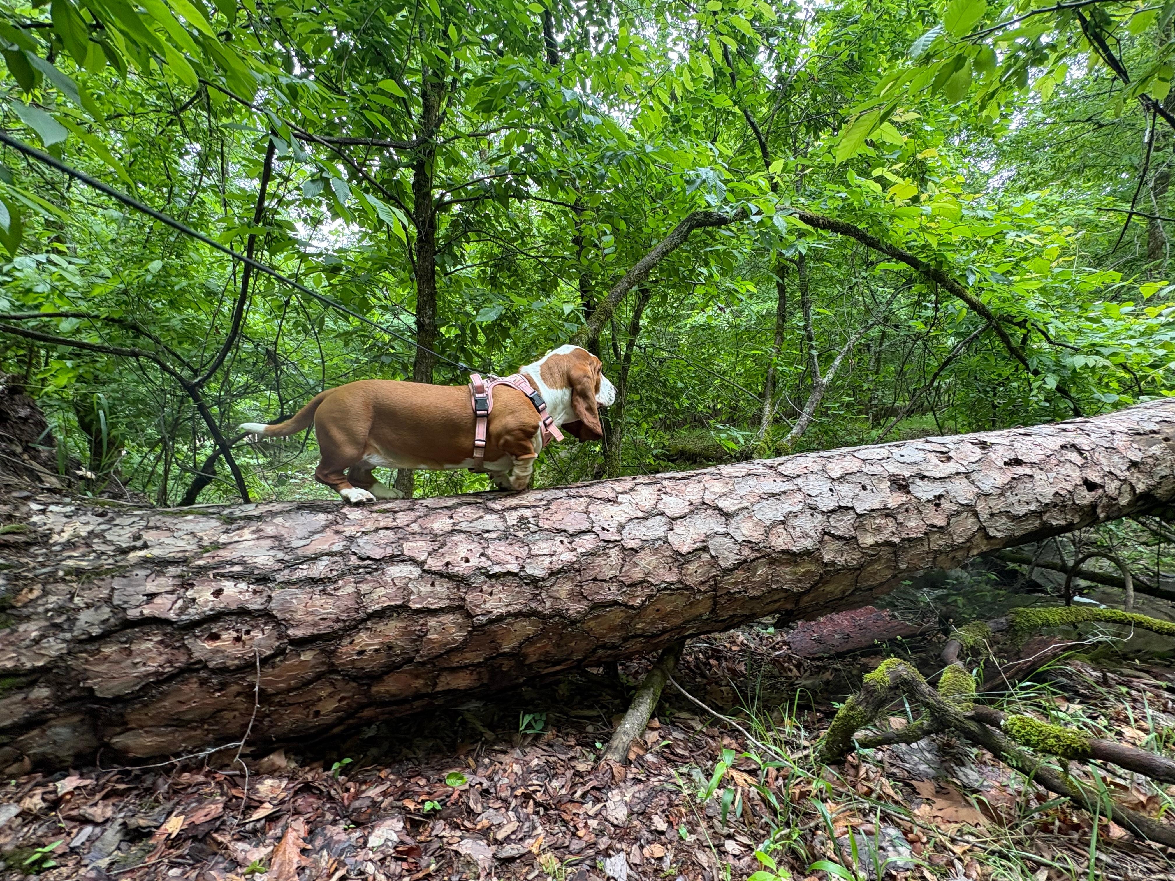 Our basset hound enjoying the woods behind the cabin. 
