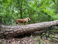 Our basset hound enjoying the woods behind the cabin.