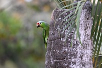 Red-lored amazon - Seen in groups, along with two other types of parrots