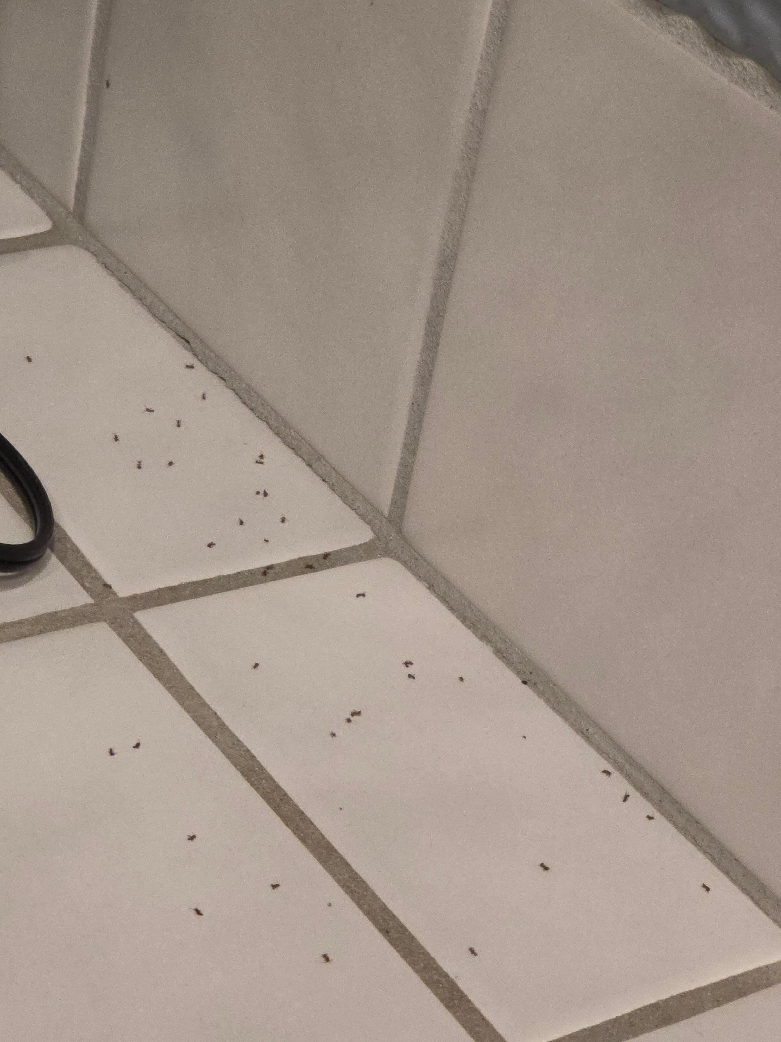 Dead ants on kitchen counter 
