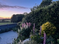 Patio garden lupines at sunset.