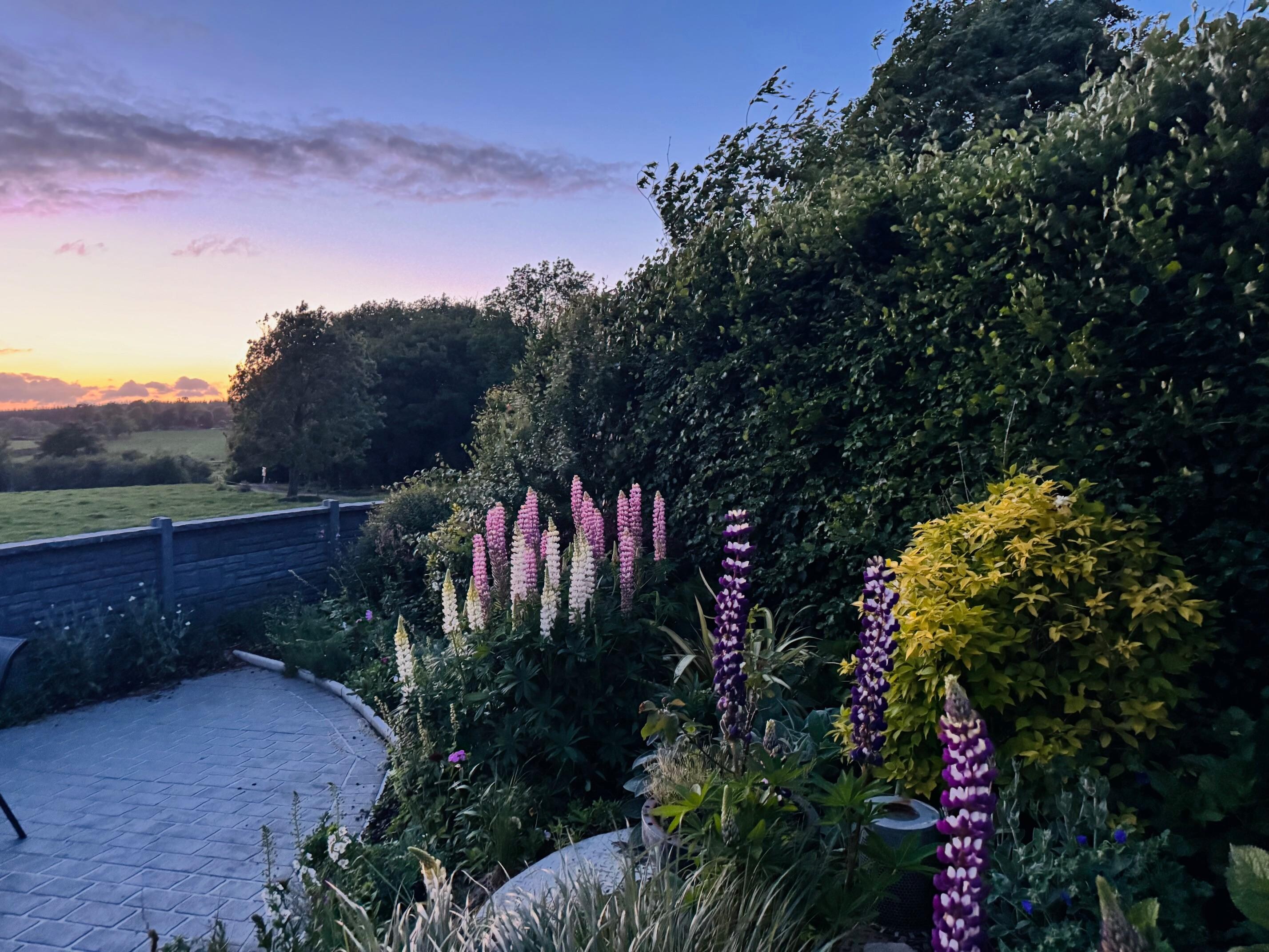 Patio garden lupines at sunset.