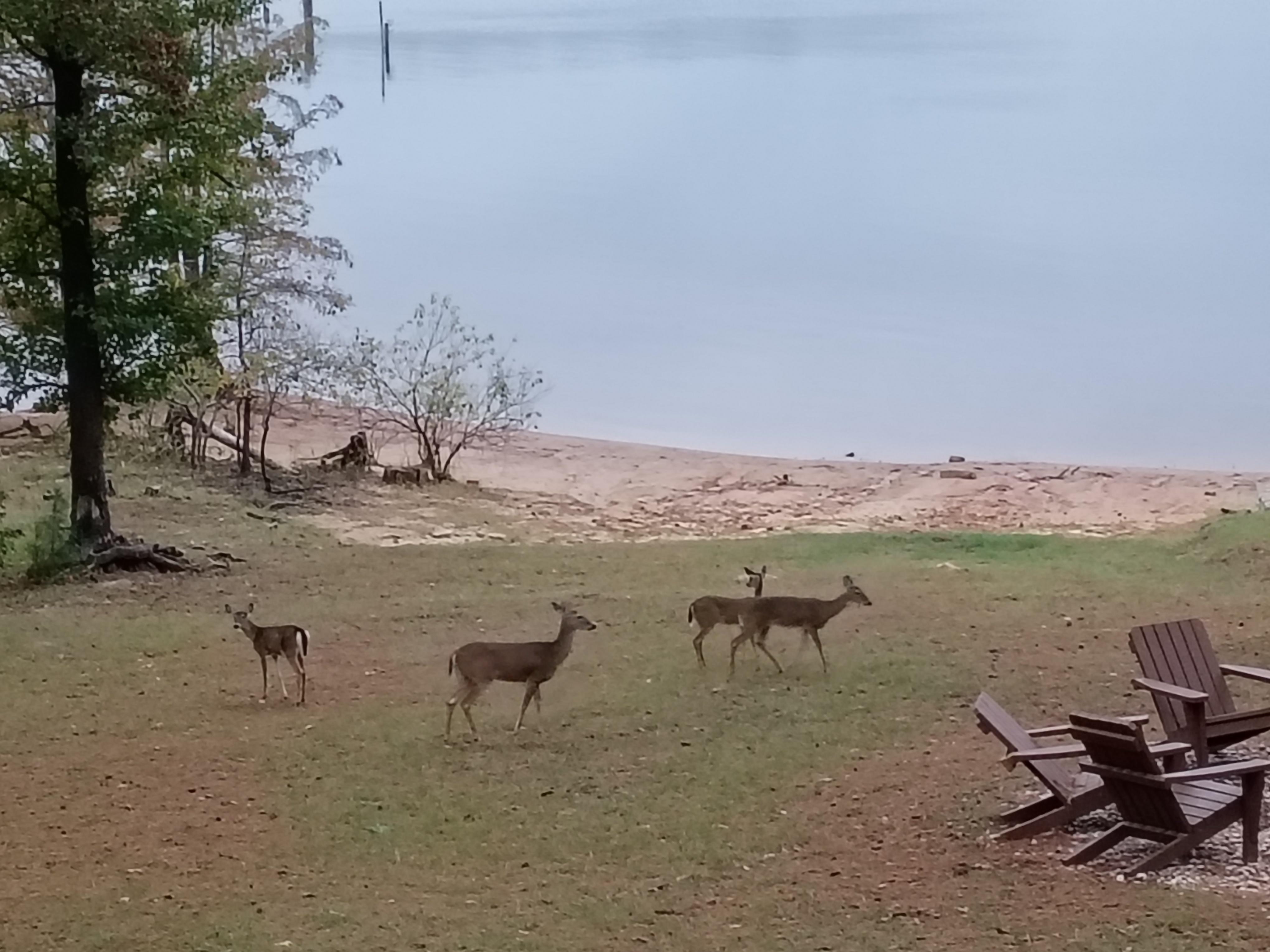 The deer visited every day