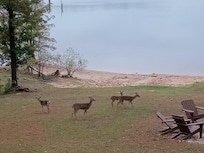 The deer visited every day