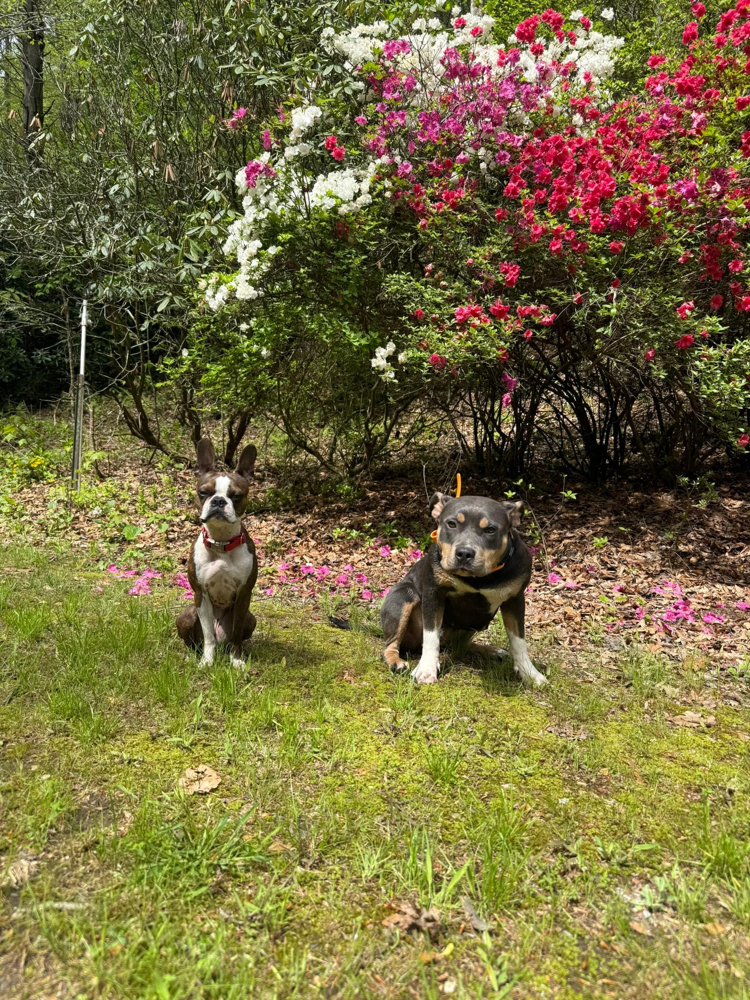 Minni and Pickles in front of pretty azaleas 