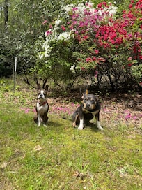 Minni and Pickles in front of pretty azaleas