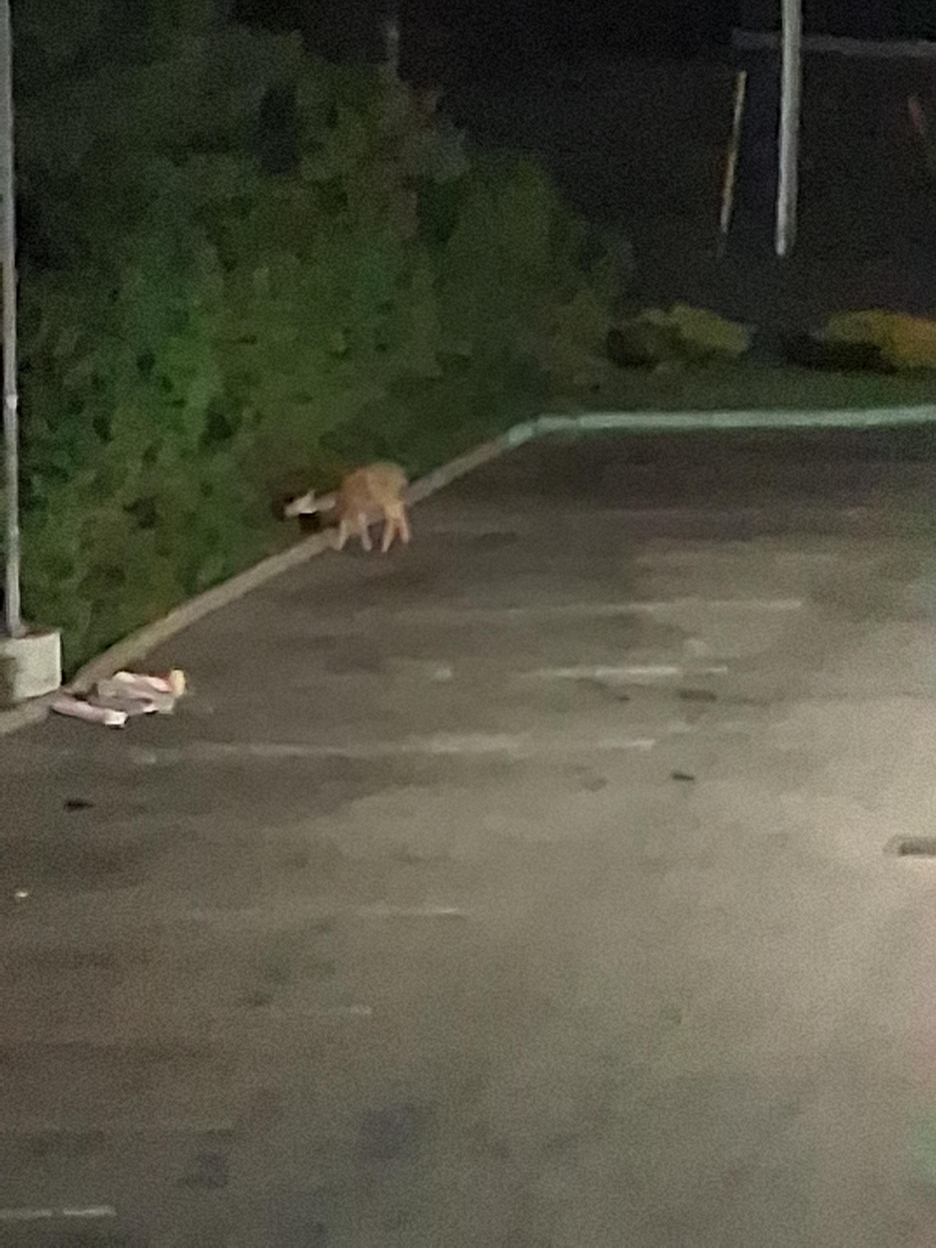 Deer in the parking lot and everywhere else! Lol